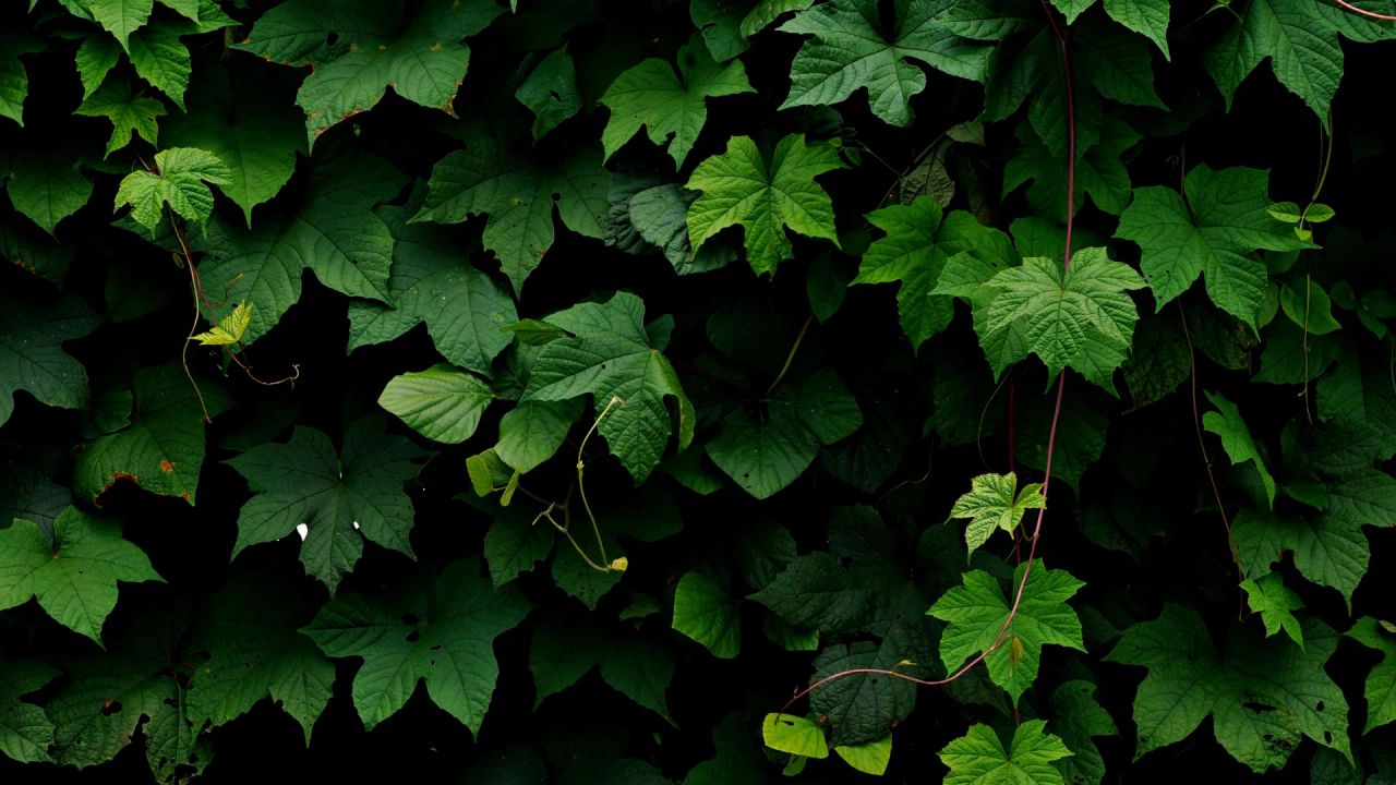 Close-up of dense, glossy green ivy leaves and trailing stems