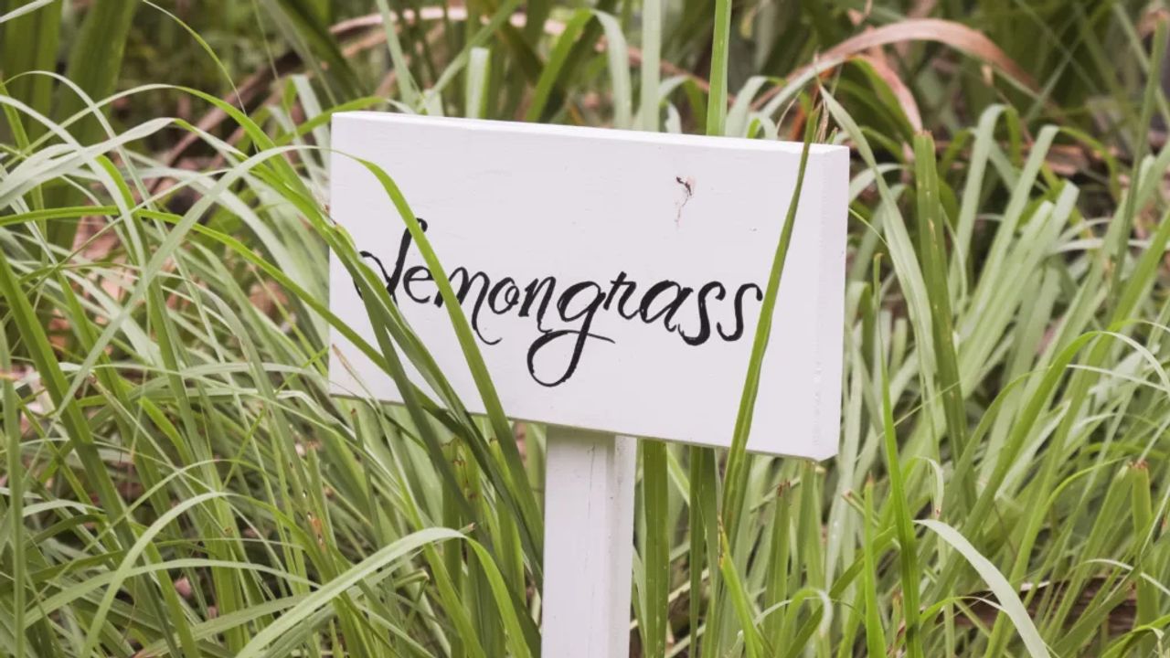 Benefits of Growing Lemongrass