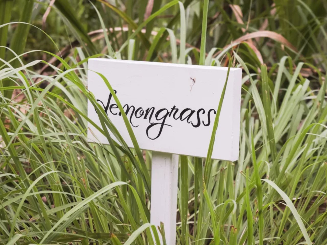 Benefits of Growing Lemongrass