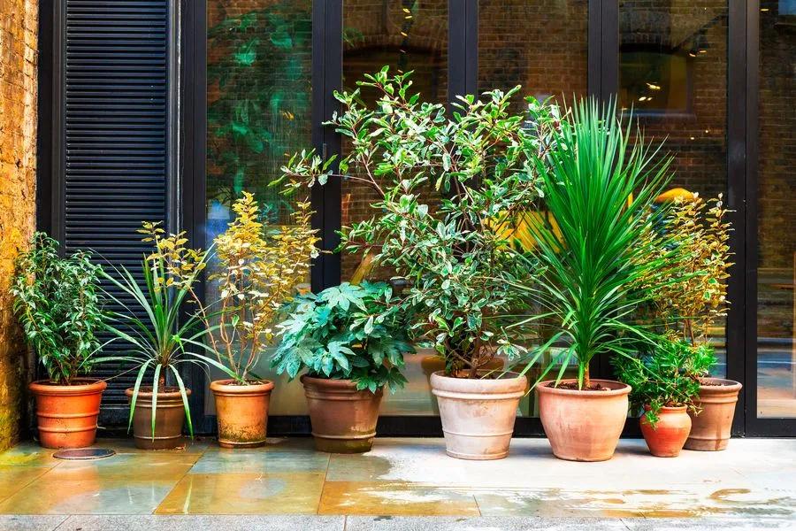 The Charm of London Courtyard Gardens