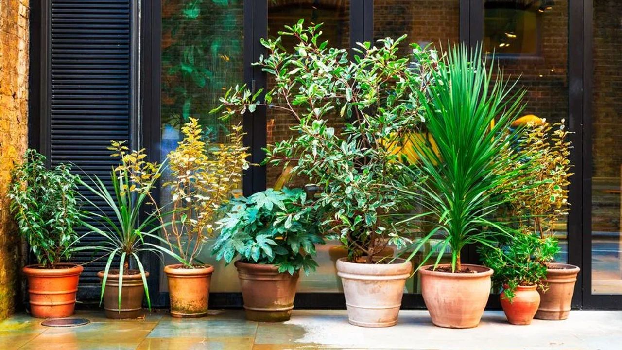 The Charm of London Courtyard Gardens