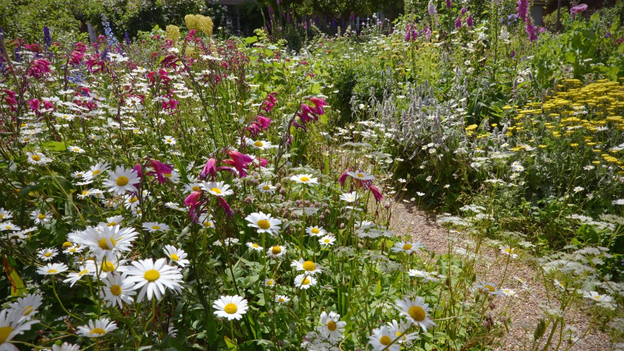 A summer border of ox-eye daisies and red persicaria in a loose, naturalistic mix
