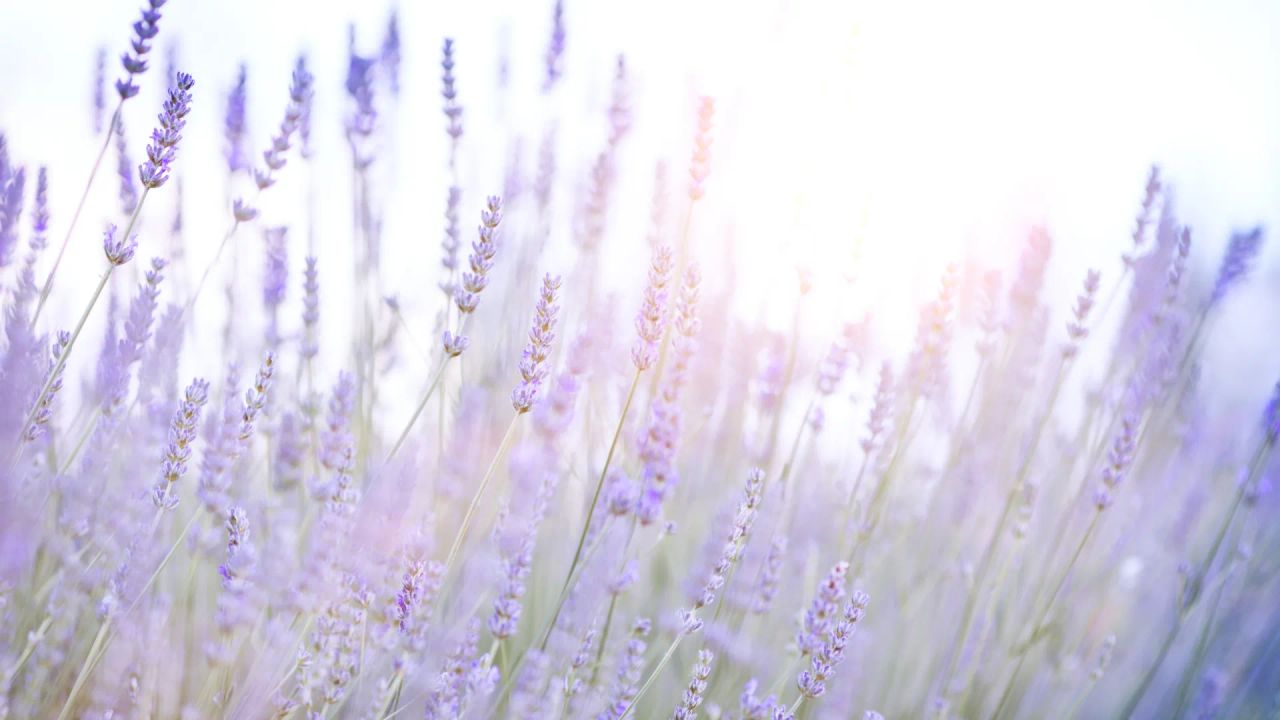 Lavender flower stems backlit by bright summer sunlight