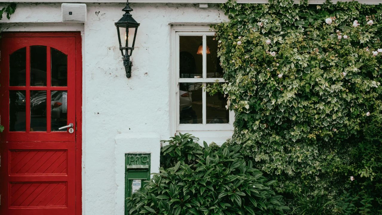 A leafy green climber framing a window beside a red cottage door