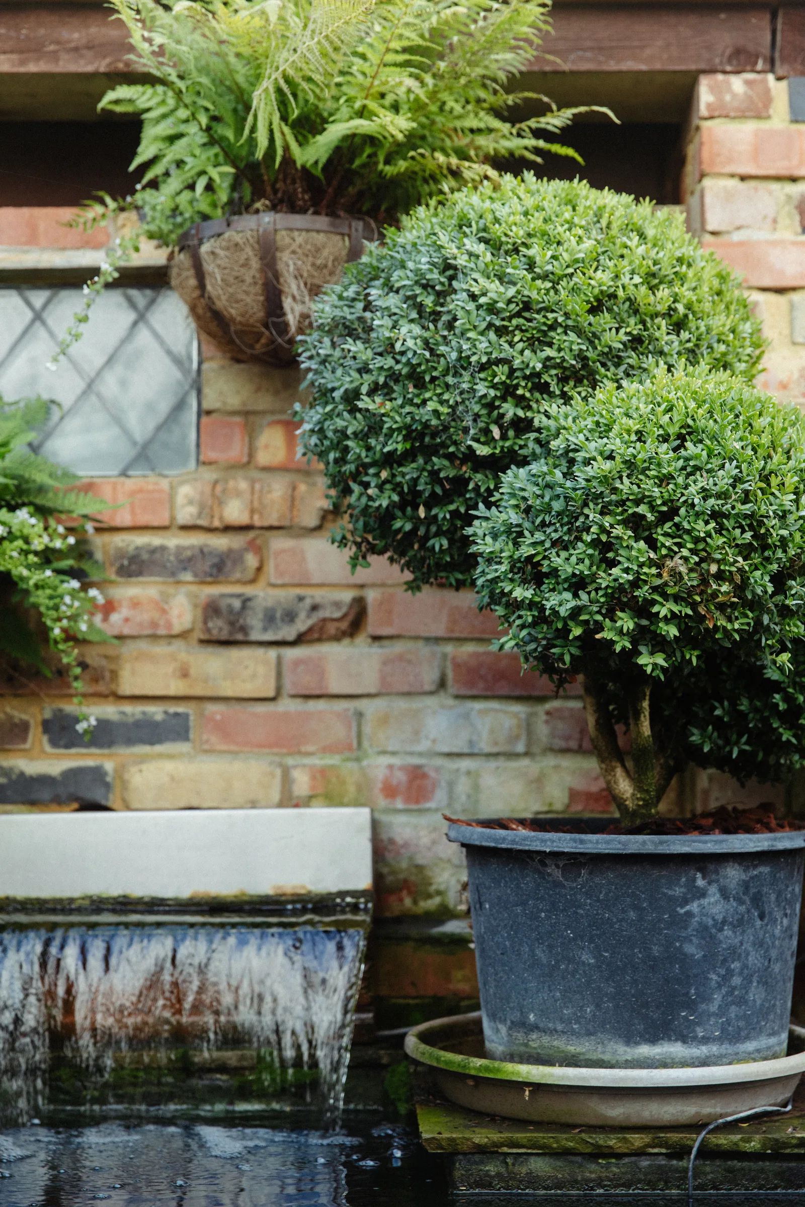 A garden designed and built by Willow Alexander in Dulwich