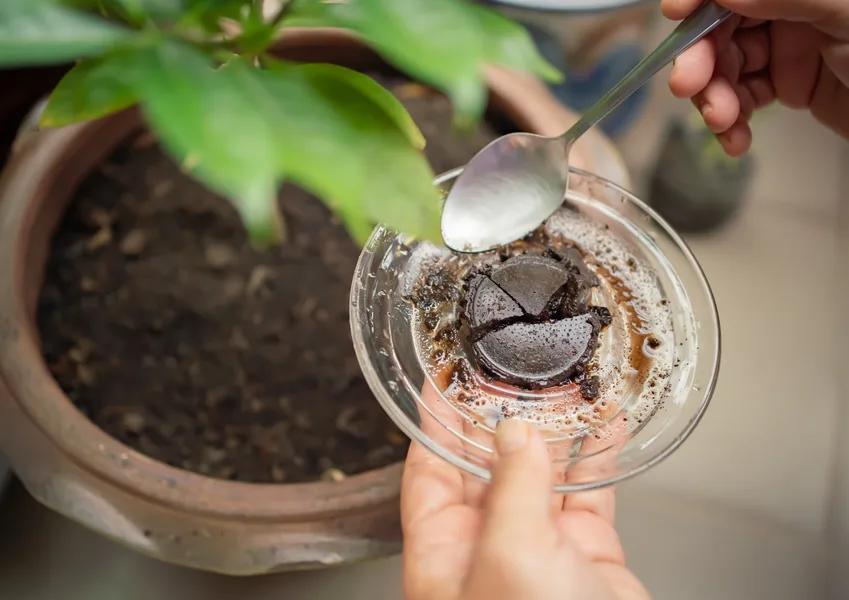 A how to guide: Reuse Coffee Grounds in Your Garden