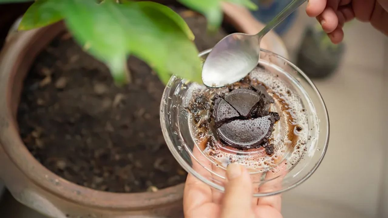 A how to guide: Reuse Coffee Grounds in Your Garden