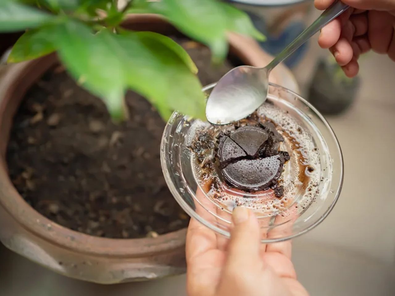 A how to guide: Reuse Coffee Grounds in Your Garden