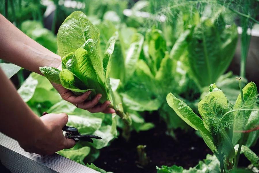 The Rise of Kitchen Gardens