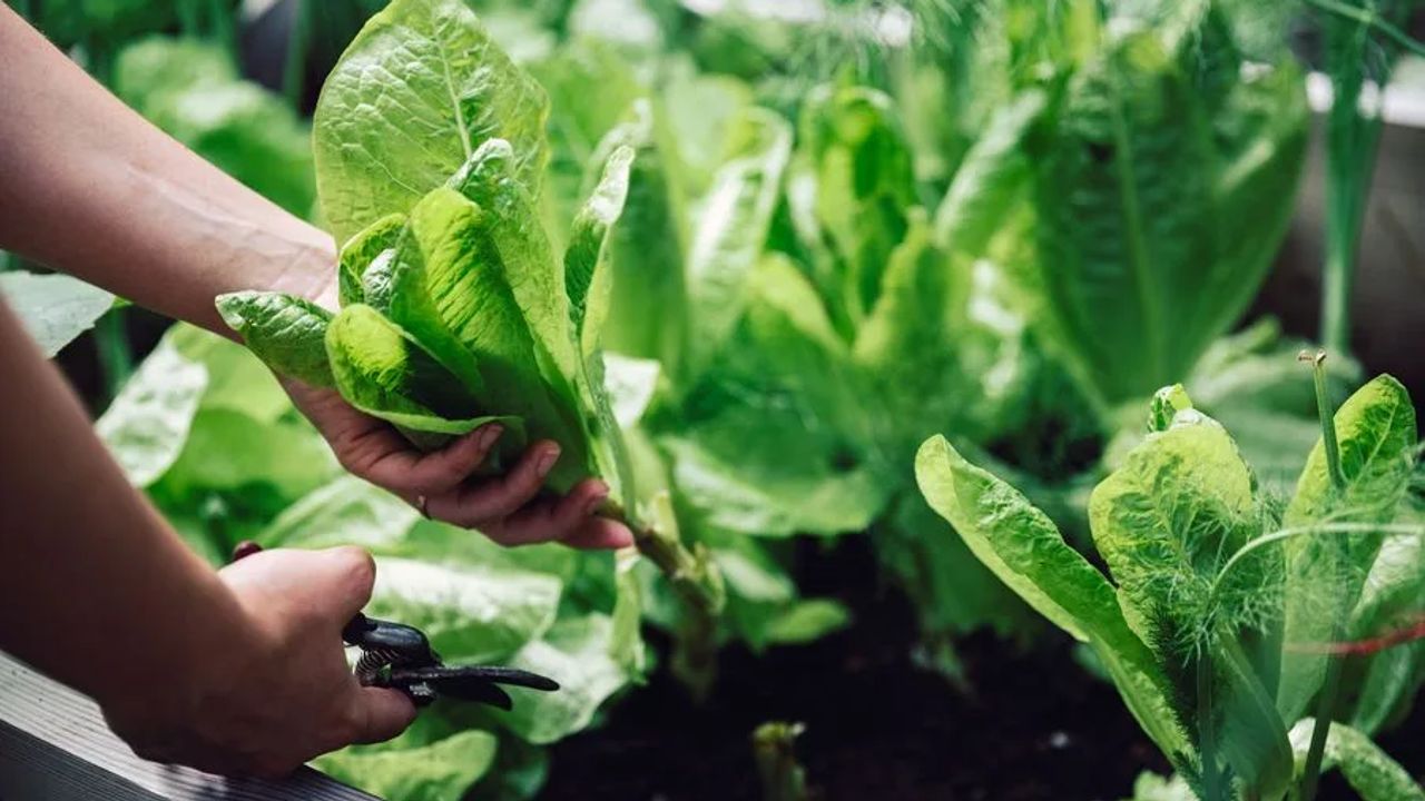 The Rise of Kitchen Gardens