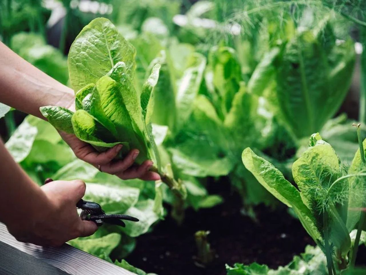 The Rise of Kitchen Gardens
