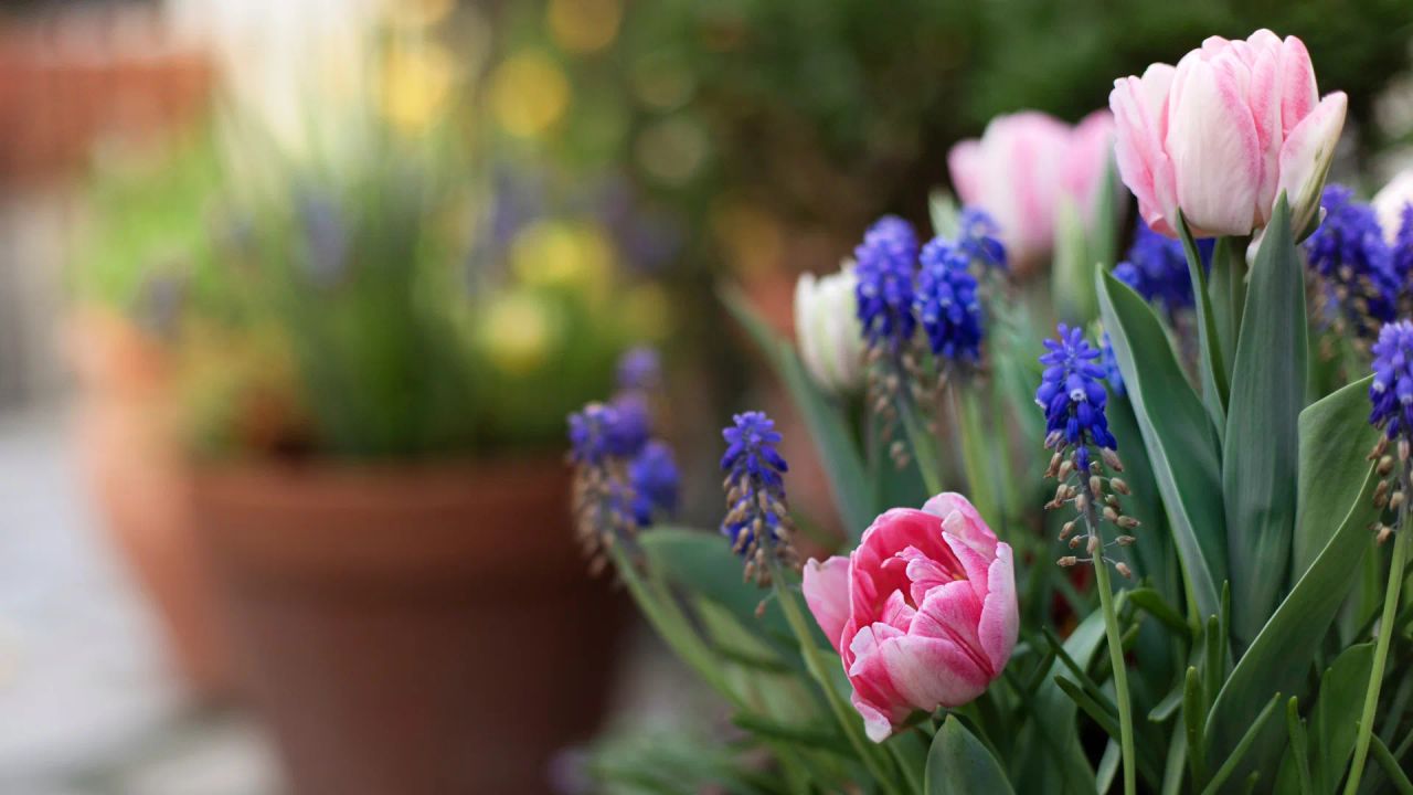 Pink tulips and blue grape hyacinths flowering together in a terracotta container in spring
