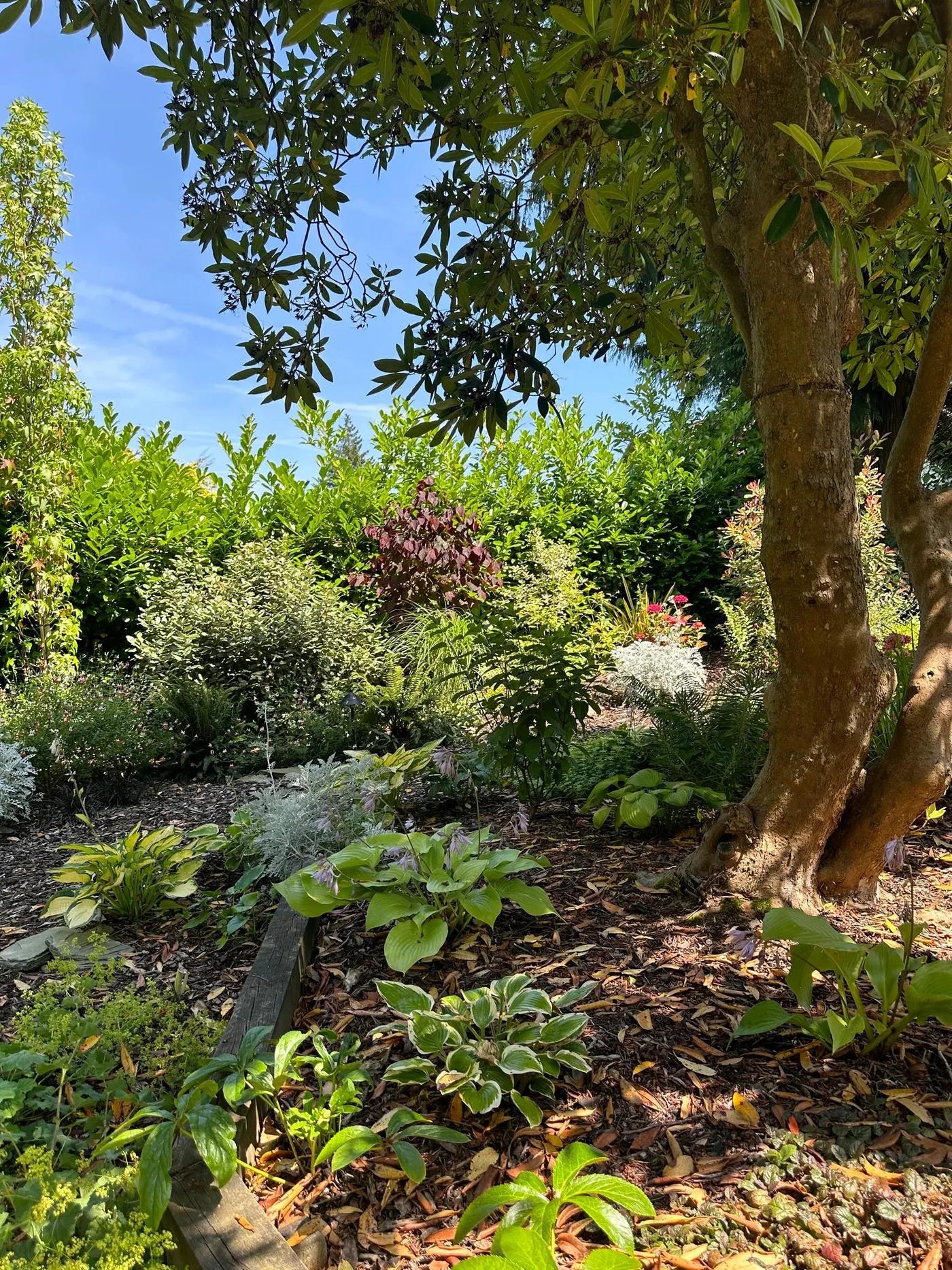 Woodland Garden