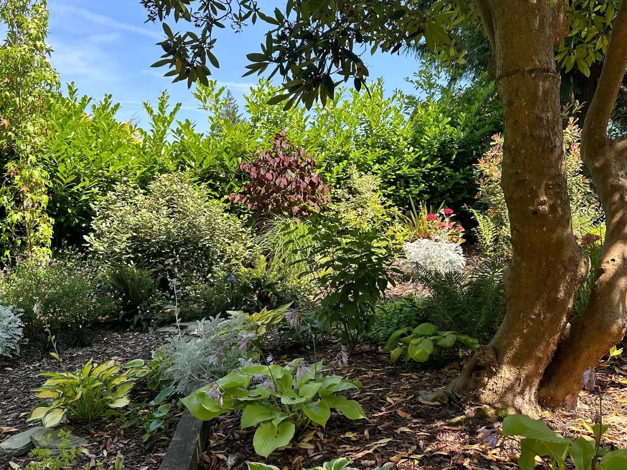 Woodland Garden
