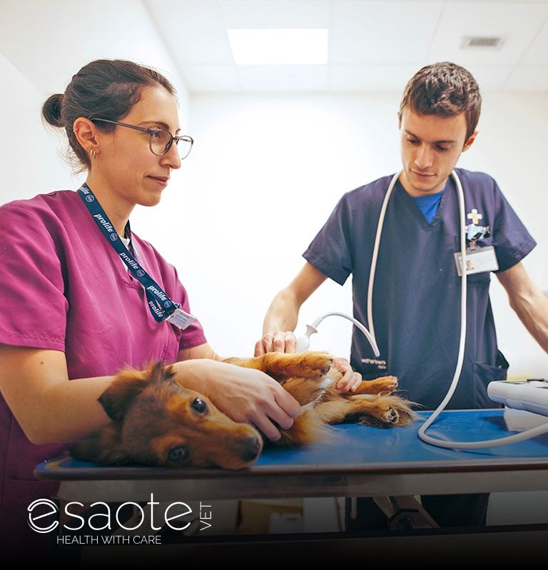 Esaote Veterinary