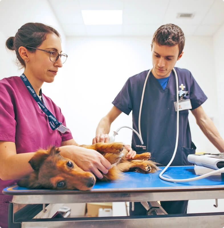 Esaote Veterinary