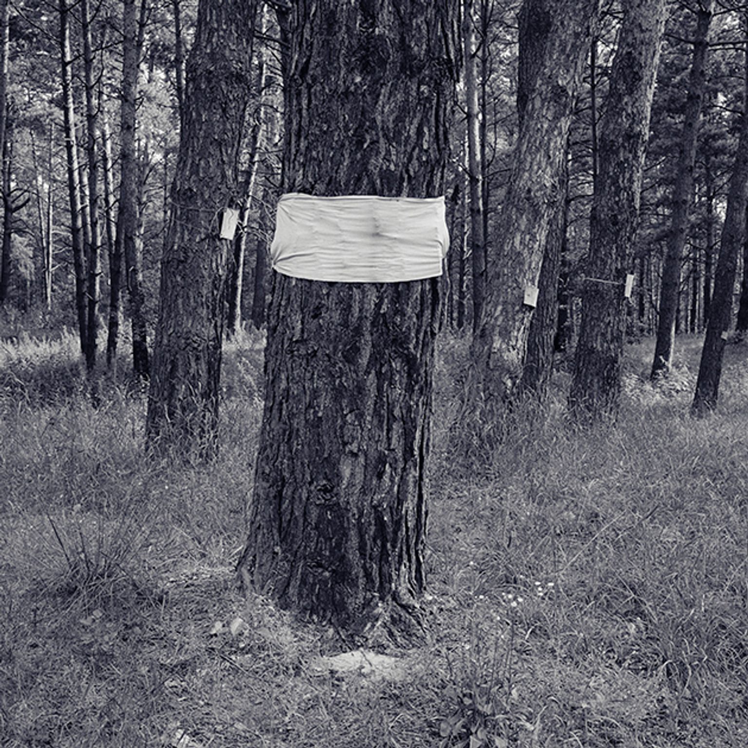 image-15a8c41e8dd14c22efcc242c3ccd48f6fe1005fc-630x630-jpg