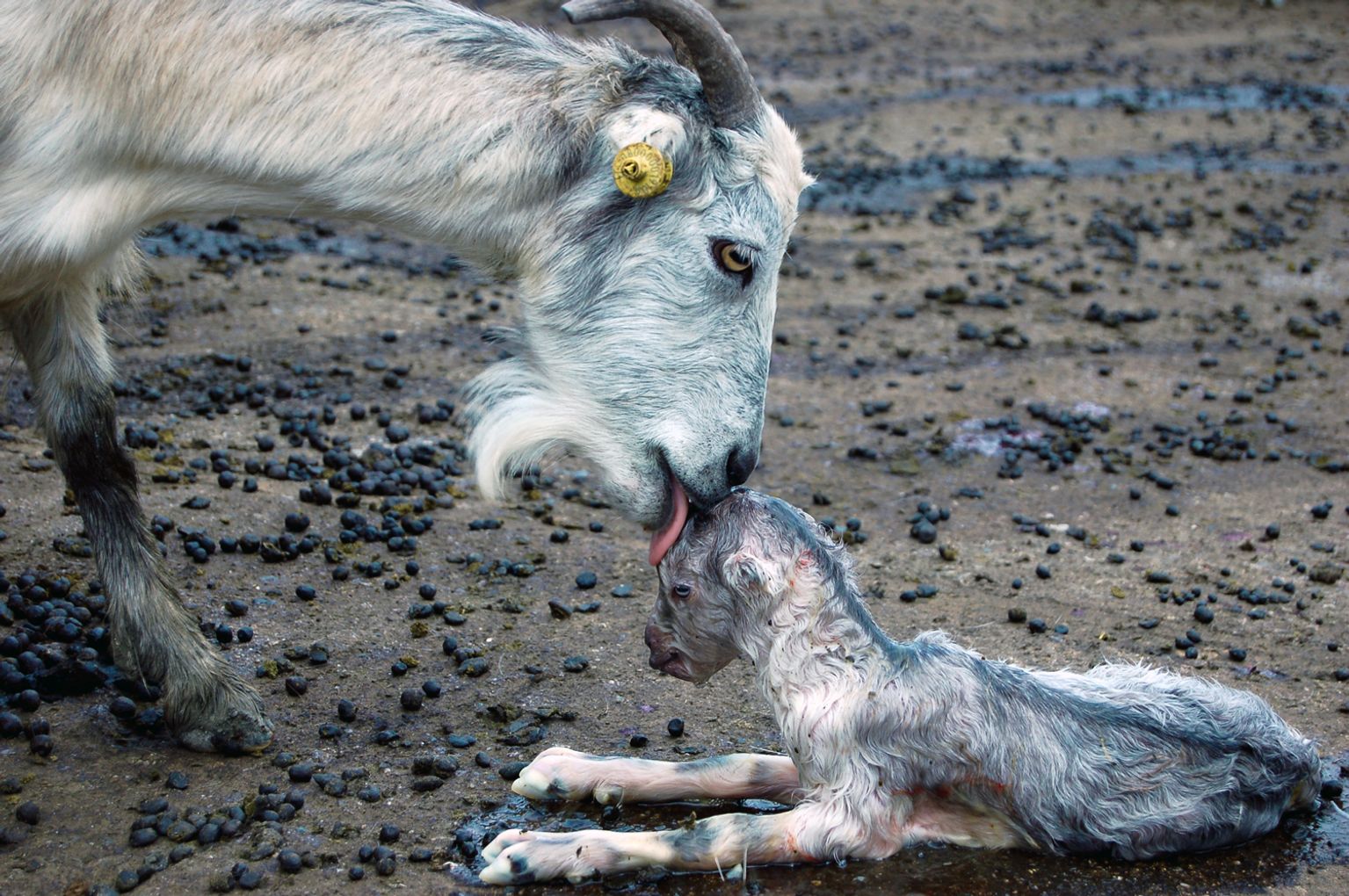 image-2e04a4b08128ceb350737804d37c8130de59d44e-1500x997-jpg