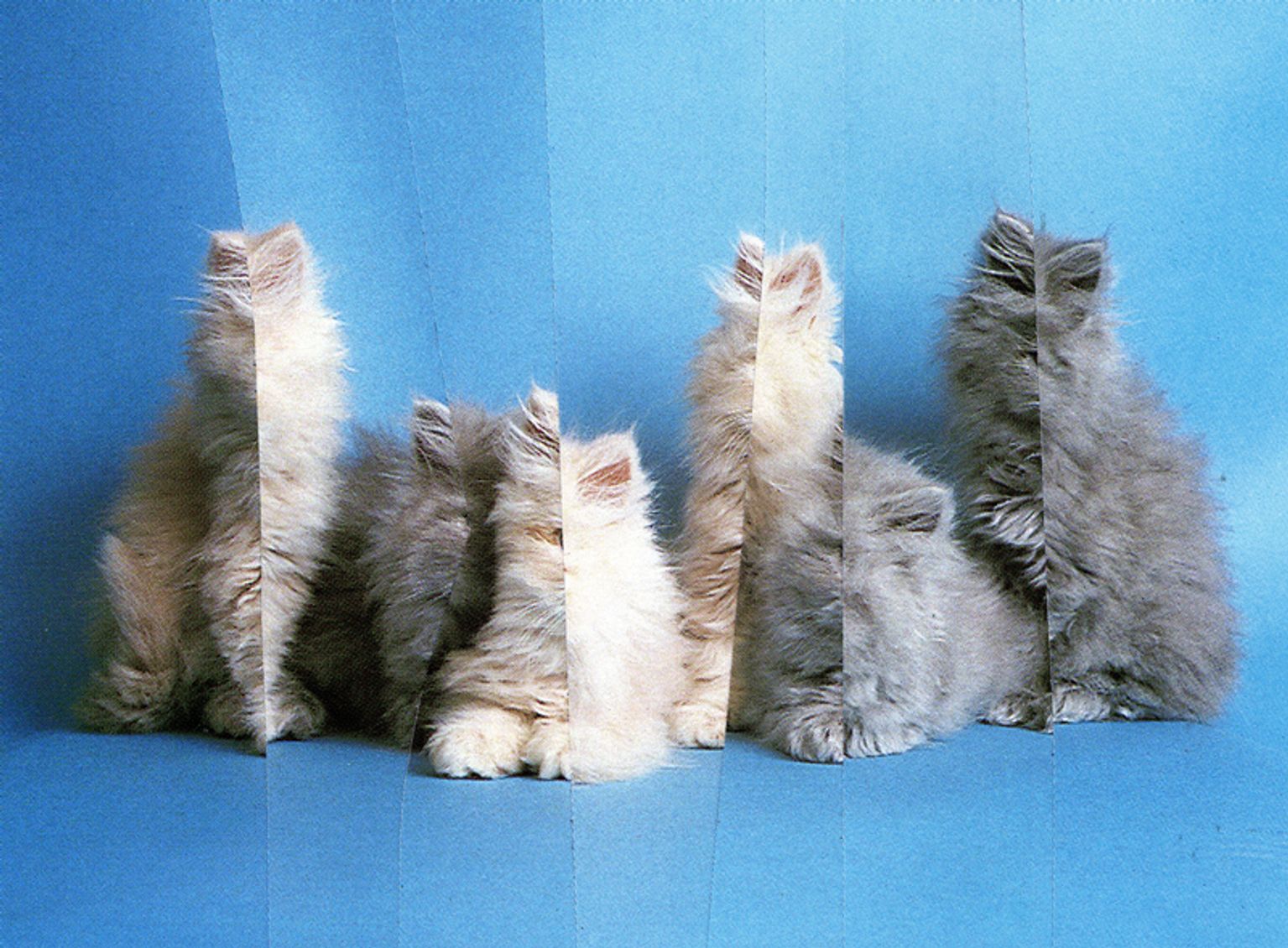 image-5016f1aea1e88ee1cd08528356fcdcf8c0acf8bc-800x589-jpg