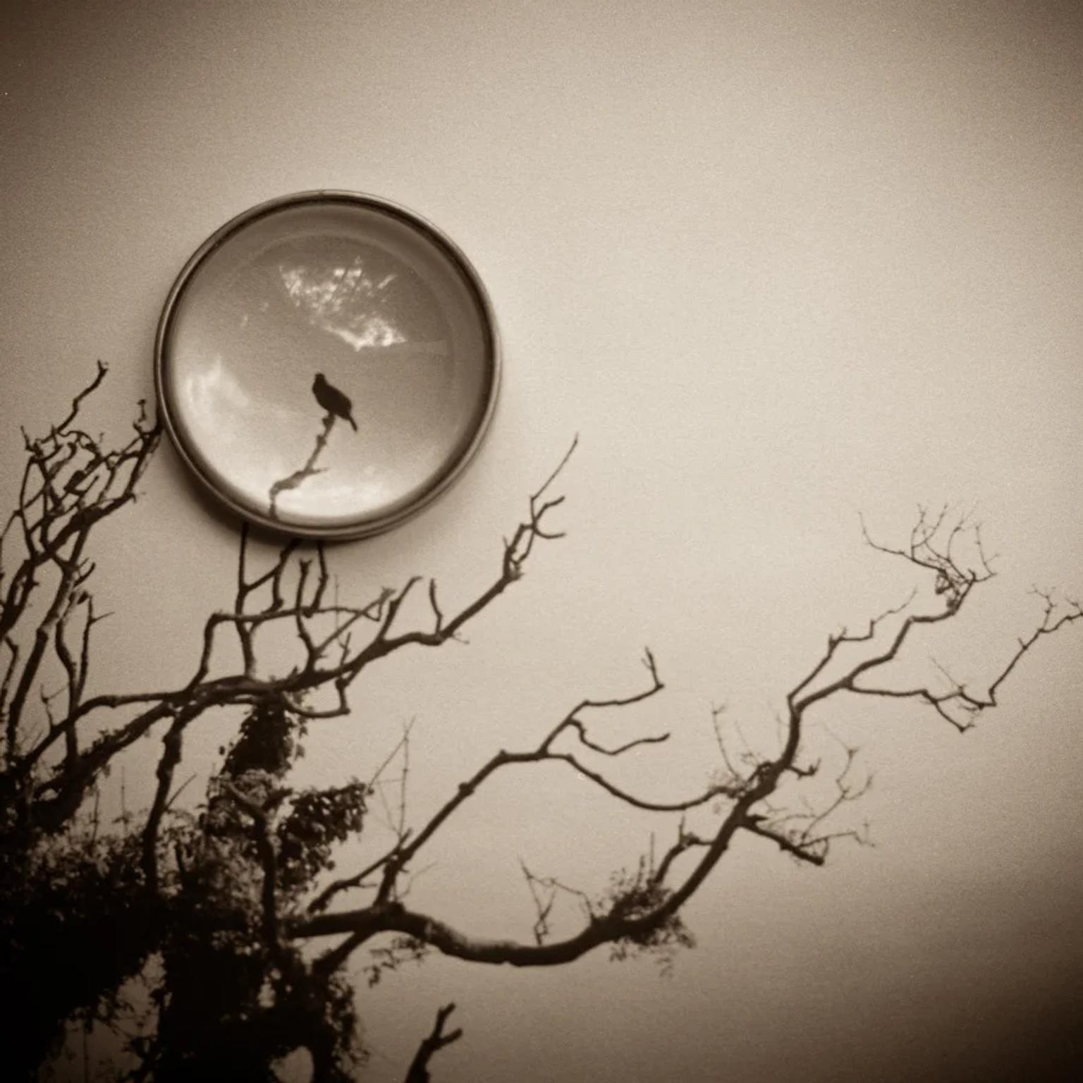 image-97345753b90915a4470bfc065deb7b73d9ea8a25-900x900-webp