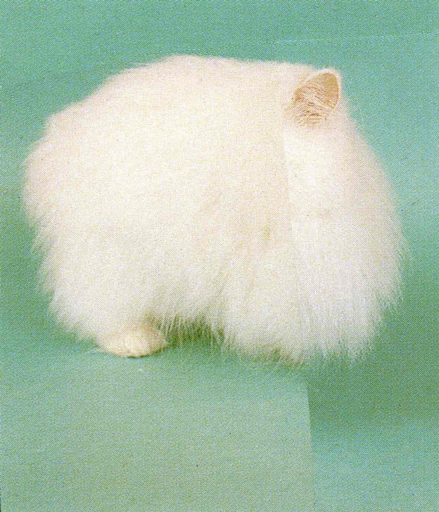 image-9d9c86bc63b3a6040a6ddab2ac9c3a693298c7f4-1214x1415-jpg