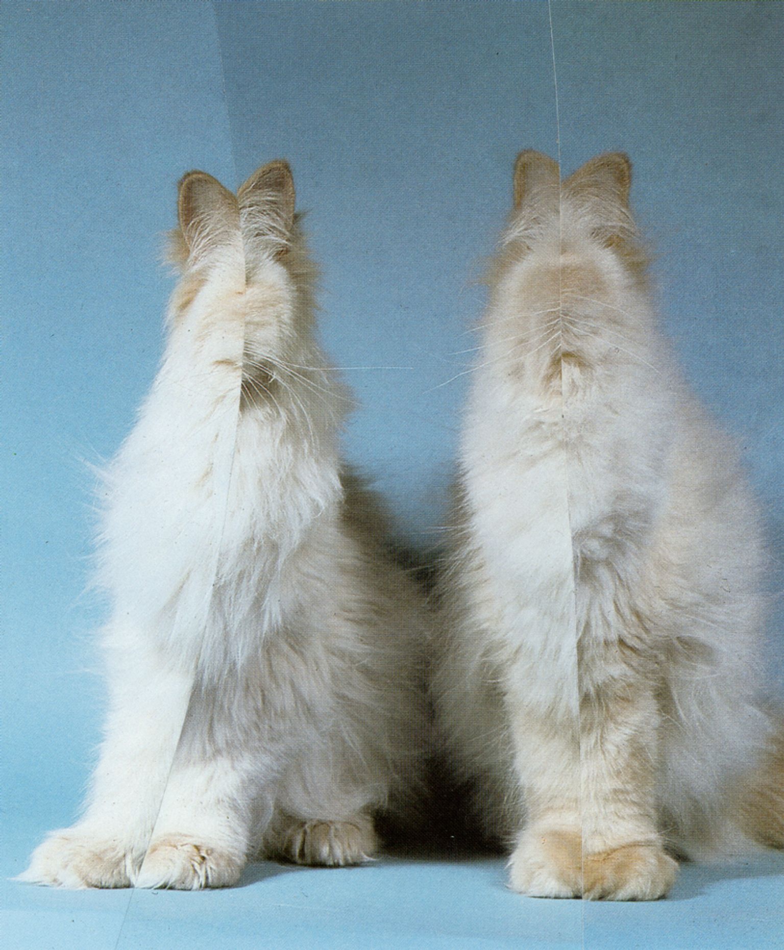 image-aab32be397184f74a8cb709e3044acee9c6b2462-810x982-jpg