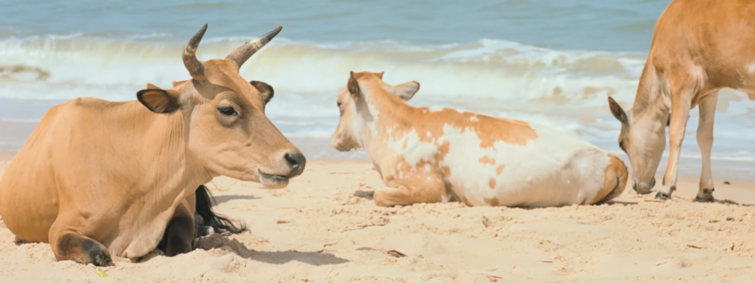 image-af4e7fdb1dba0f160be48972bcc2518b4825adc0-2910x1092-png