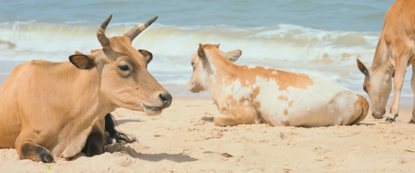 image-af4e7fdb1dba0f160be48972bcc2518b4825adc0-2910x1092-png