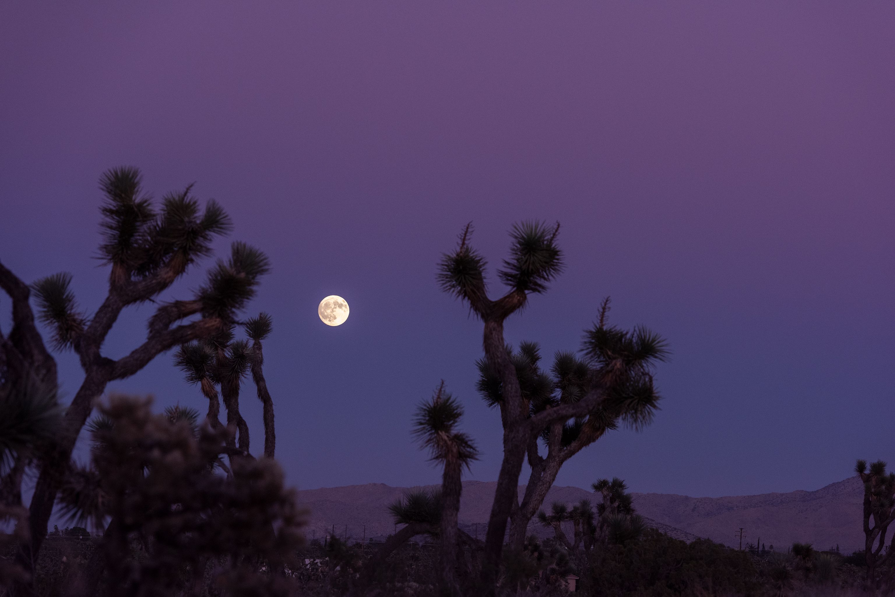 image-c0d6d40aac1b7d14098489d9cc094ab2b3e7af4d-4000x2670-jpg