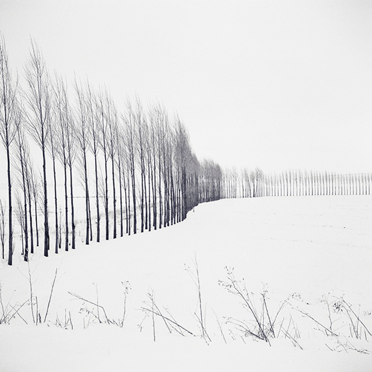 image-cf353b890cd6c1d2ac8ff29aeab644a17ad5b60d-630x630-jpg