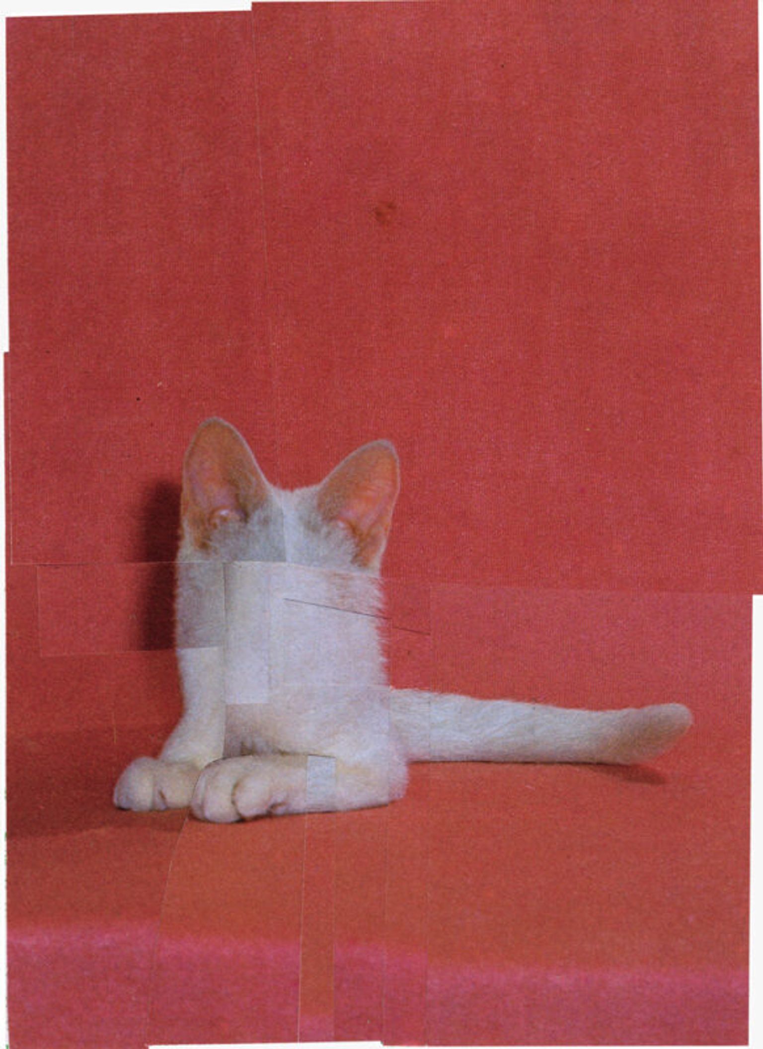 image-da889f0d957c0d1a53faa6d725b99c0449ea437e-582x800-jpg