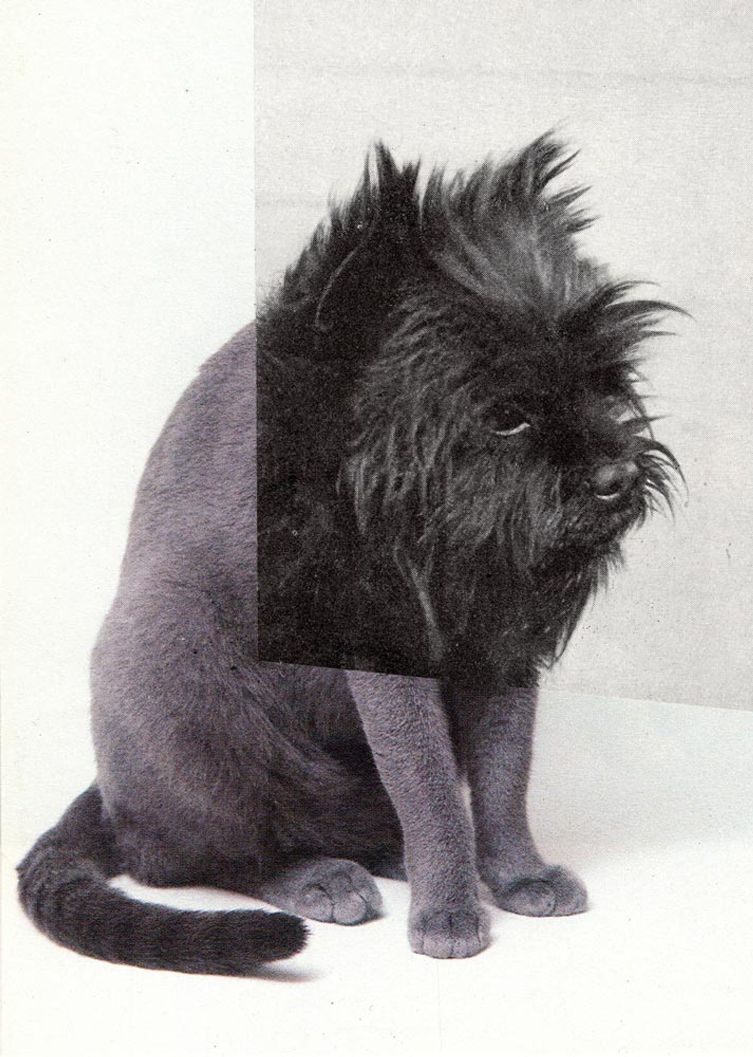 image-e3ac877b867eb9a799787c28191e6ce17aac6618-713x1000-jpg