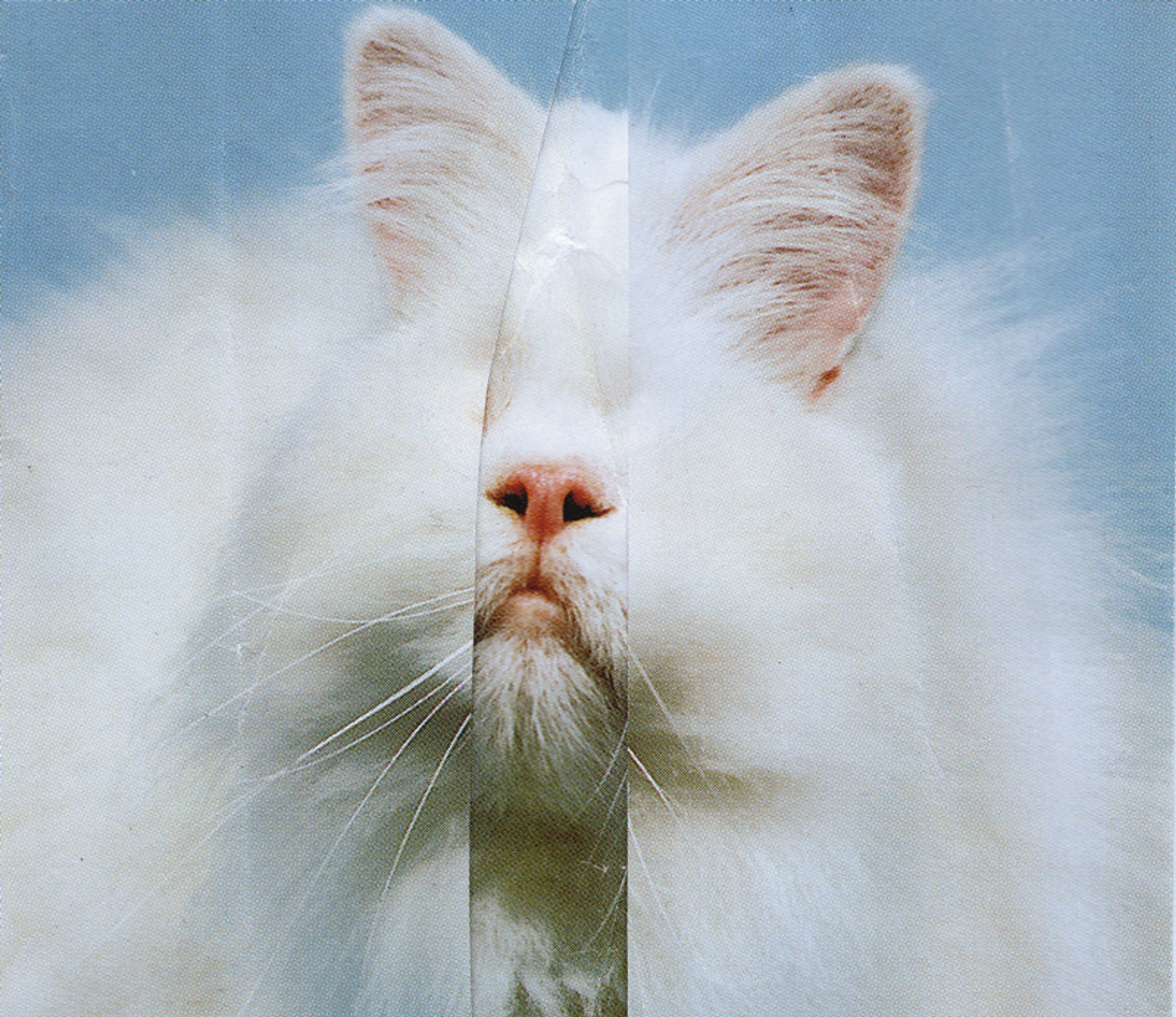 image-fbcf2da3557016c168d5193cd72807ae34d32cfb-800x692-jpg