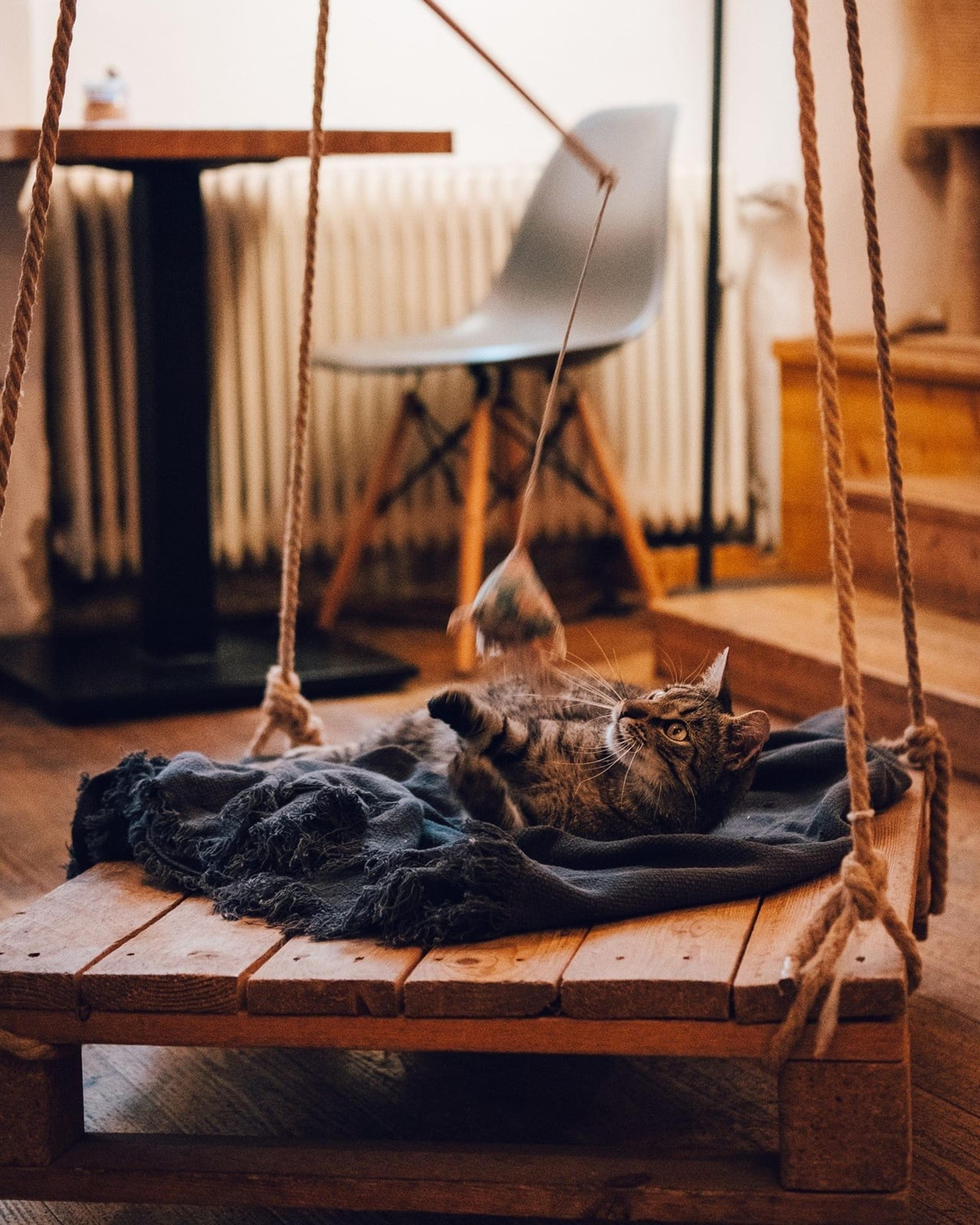Pelíšek - cat café - photo 2