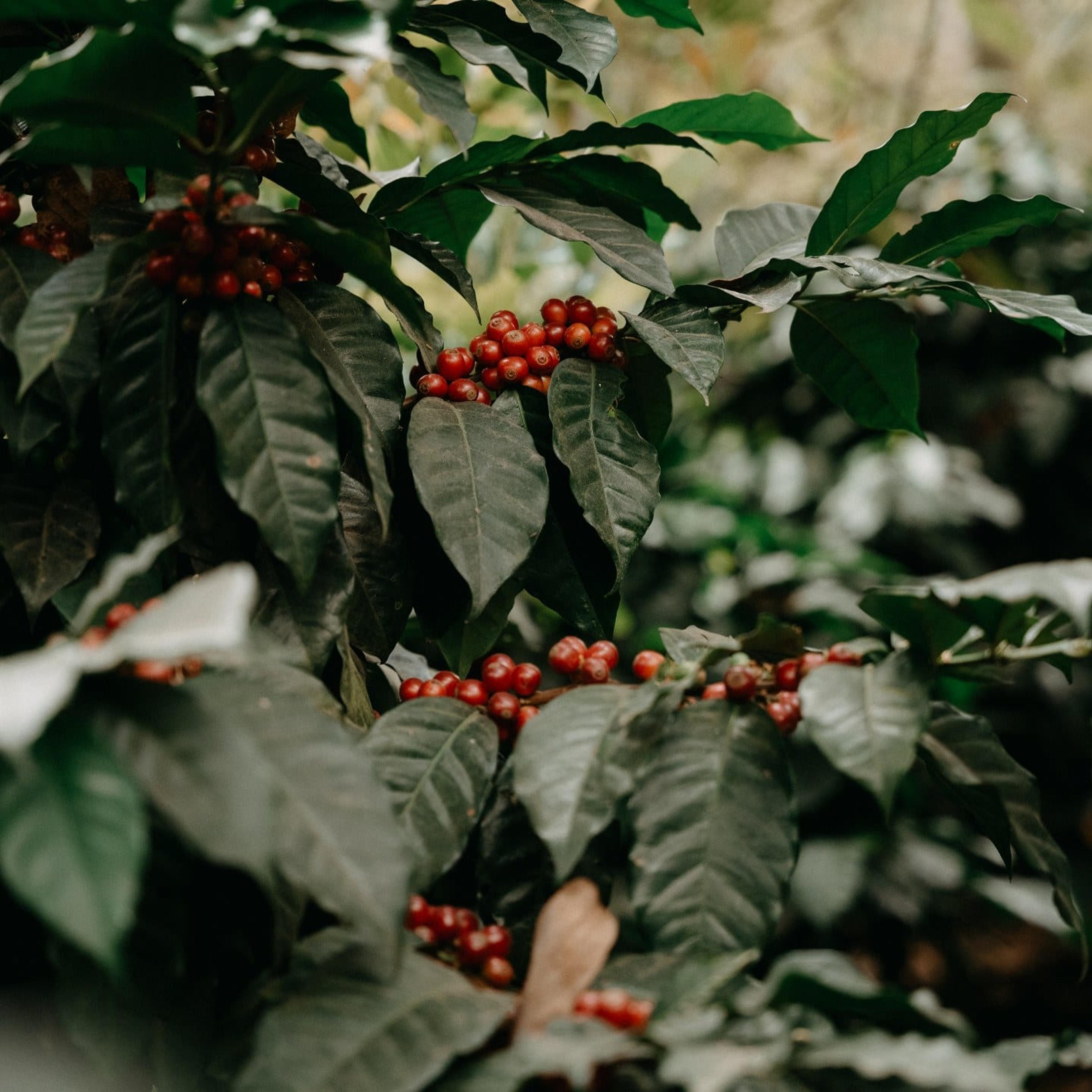 Sweet City: Espresso bar & Obchod - photo 3