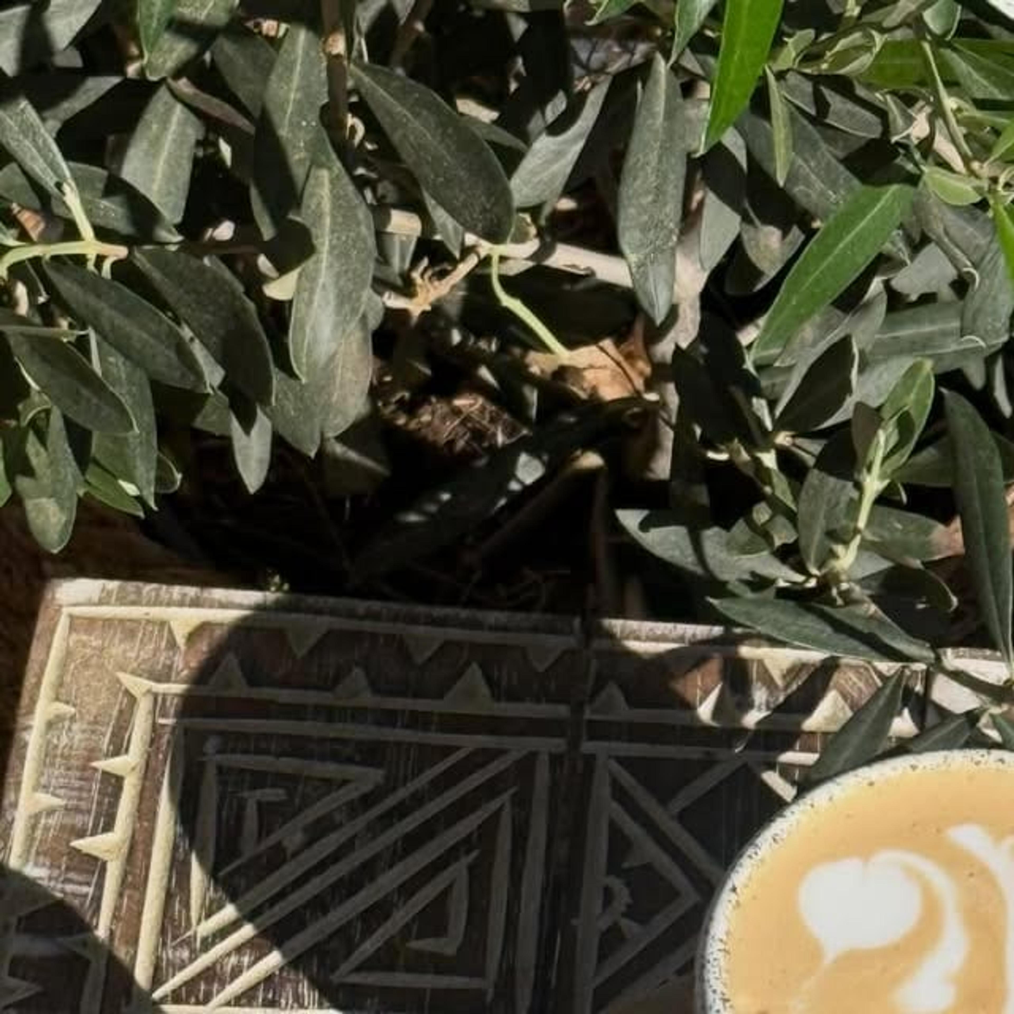 Cafein - photo 1
