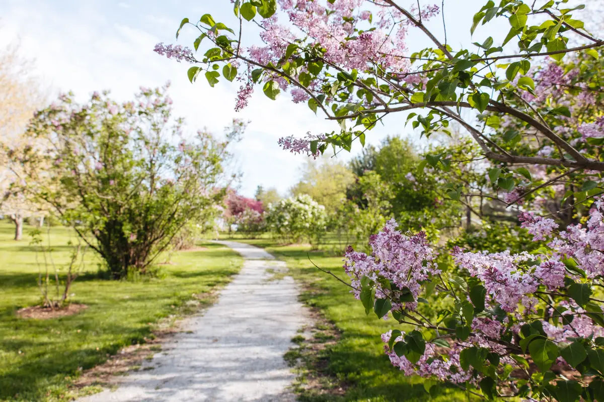 Lilac Trail at Arbor Day Farm