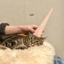 A brown tabby cat wearing a pink party hat.