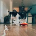 A black and white kitten playing with a string.