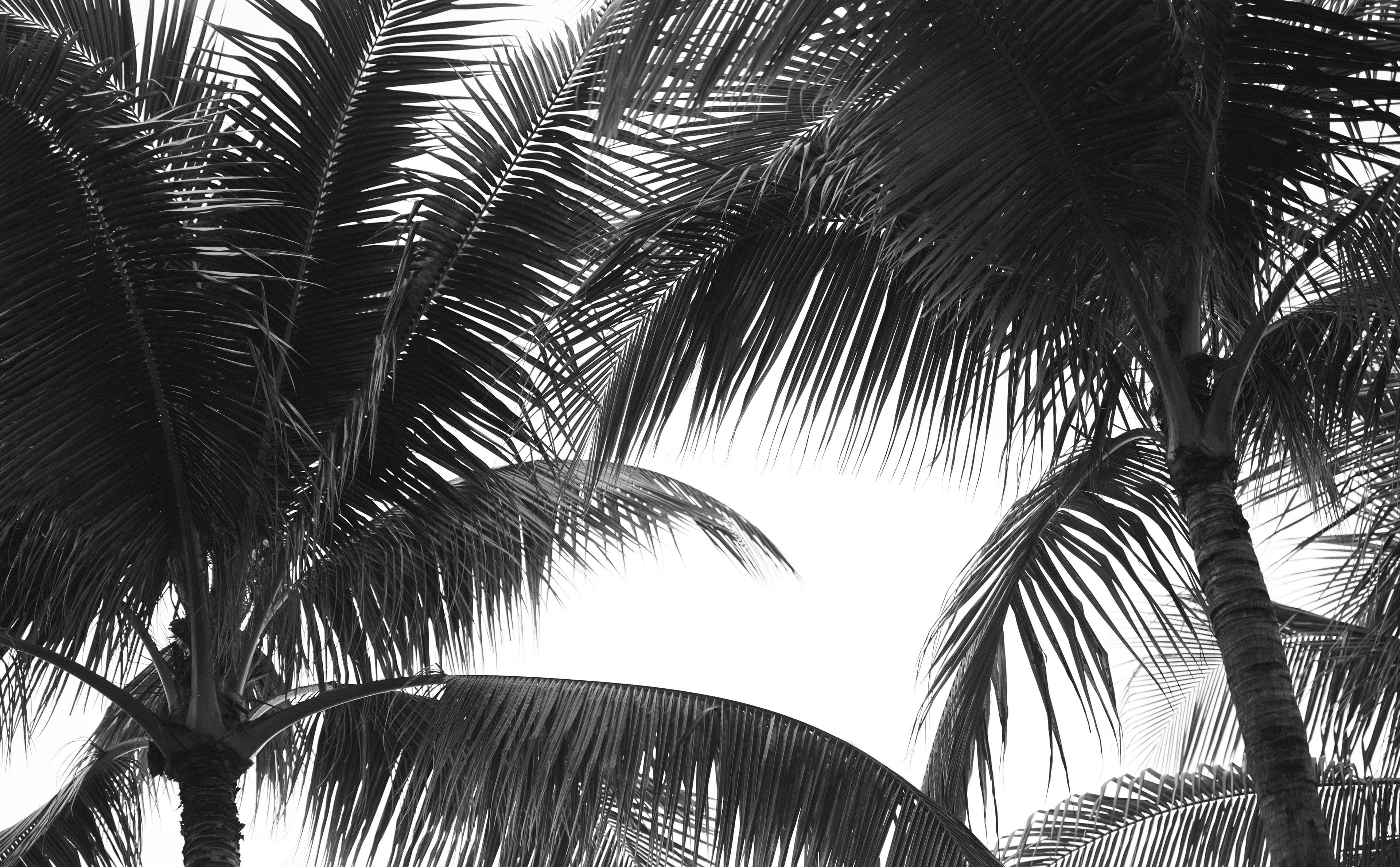 Black and white photo of palm trees.