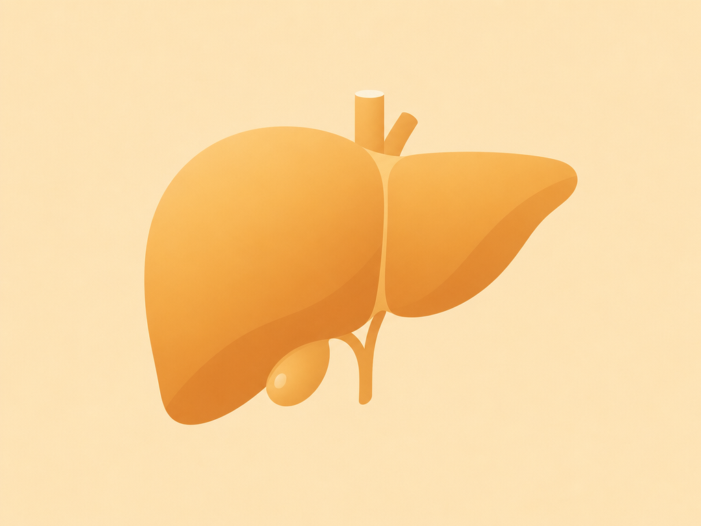 Flat-vector illustration of a human liver in warm amber tones, illustrating fatty liver symptoms in females