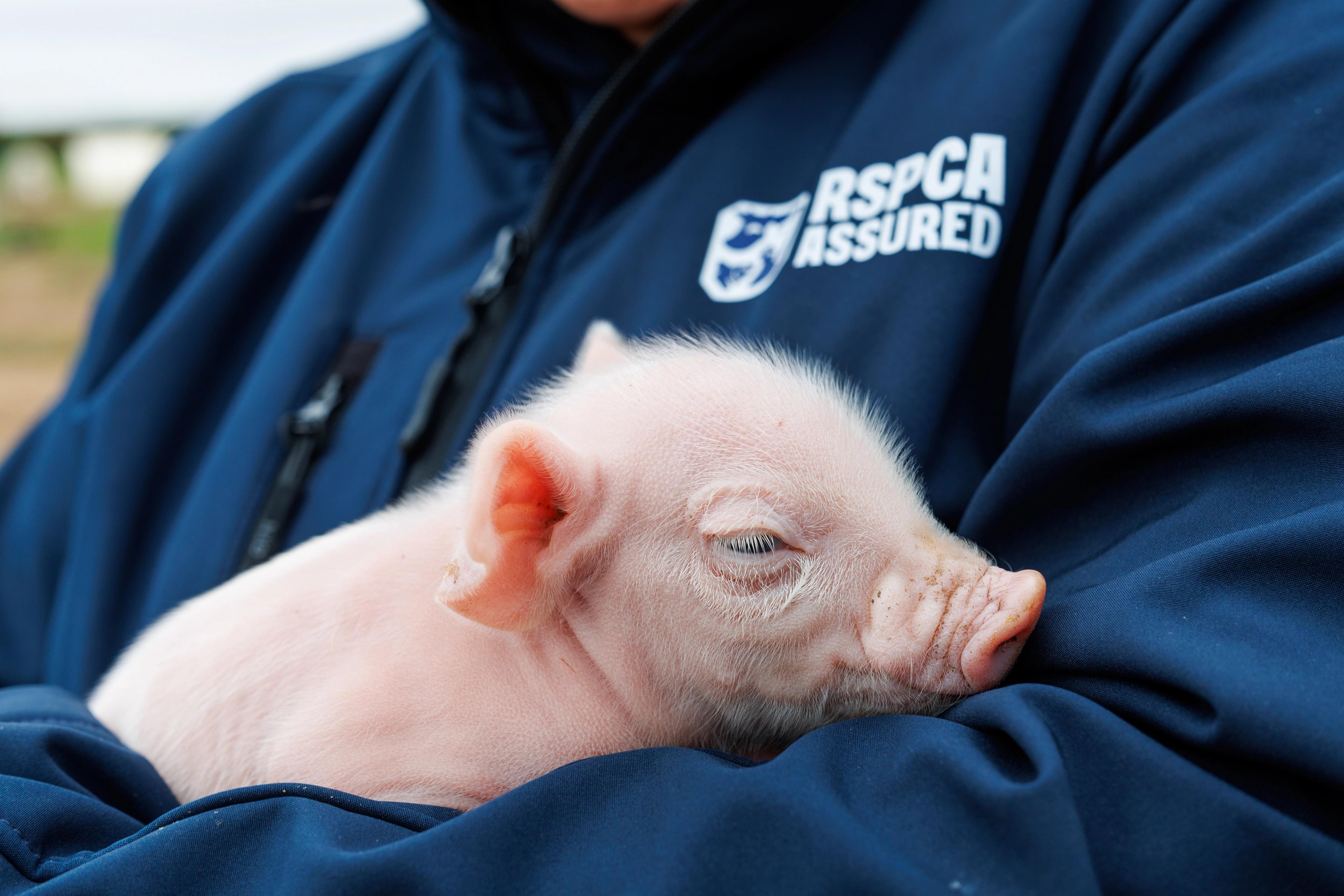 RSPCA Assured listing image