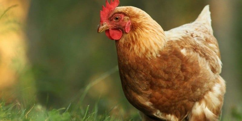 Biosecurity For Free Range Chickens