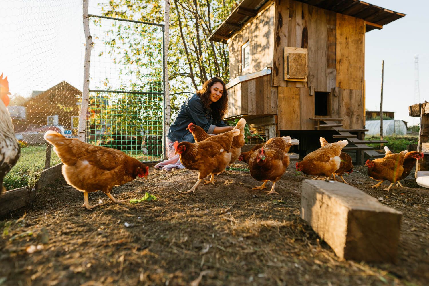 Healthy Chickens This Fall
