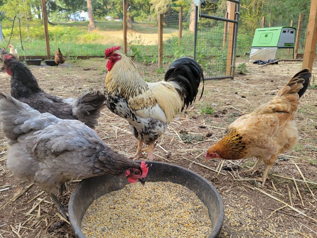 Essential Gear, Steps for Happy Hens