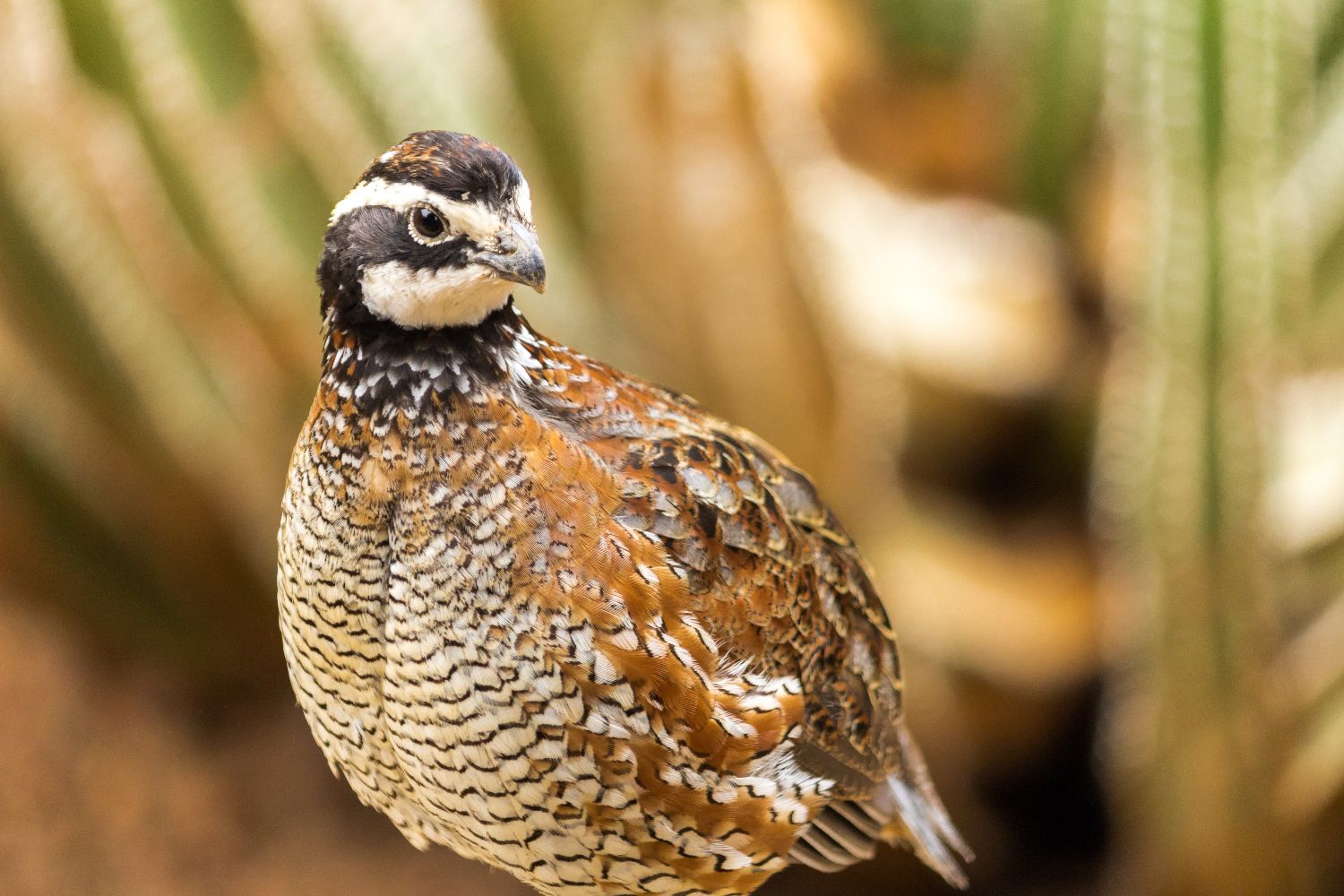 The Art of Raising Game Birds