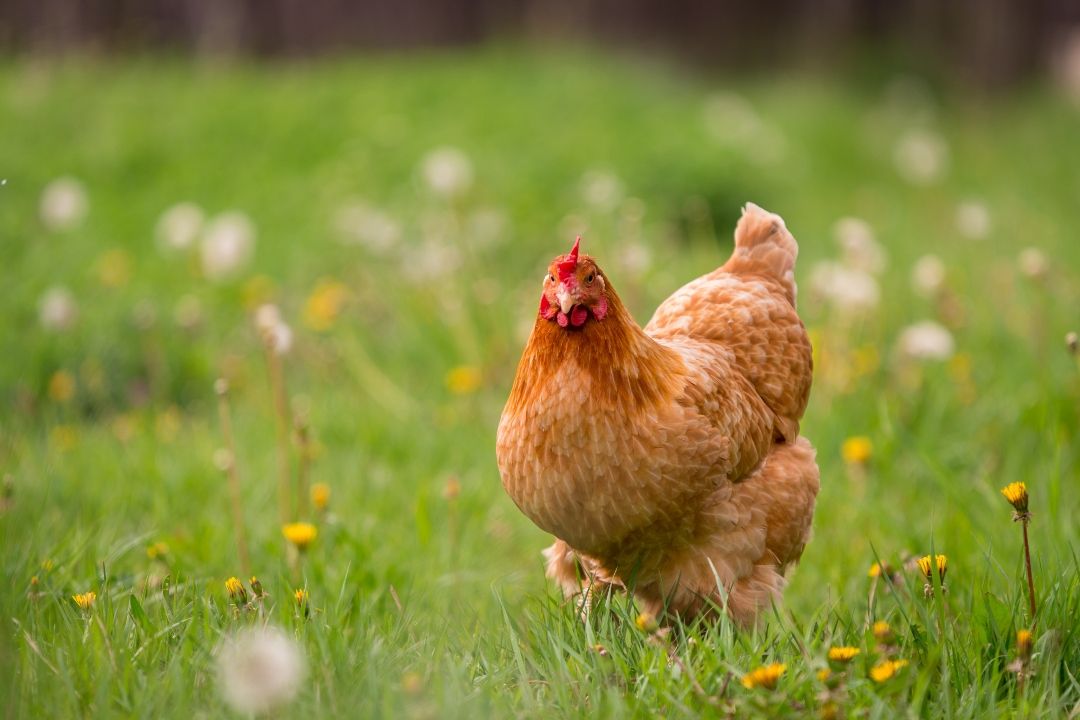 Chicken Keeper Starter Guide