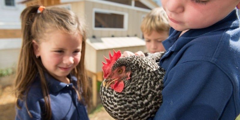 Schoolyard Chicken Movement Gets a Boost from Purina