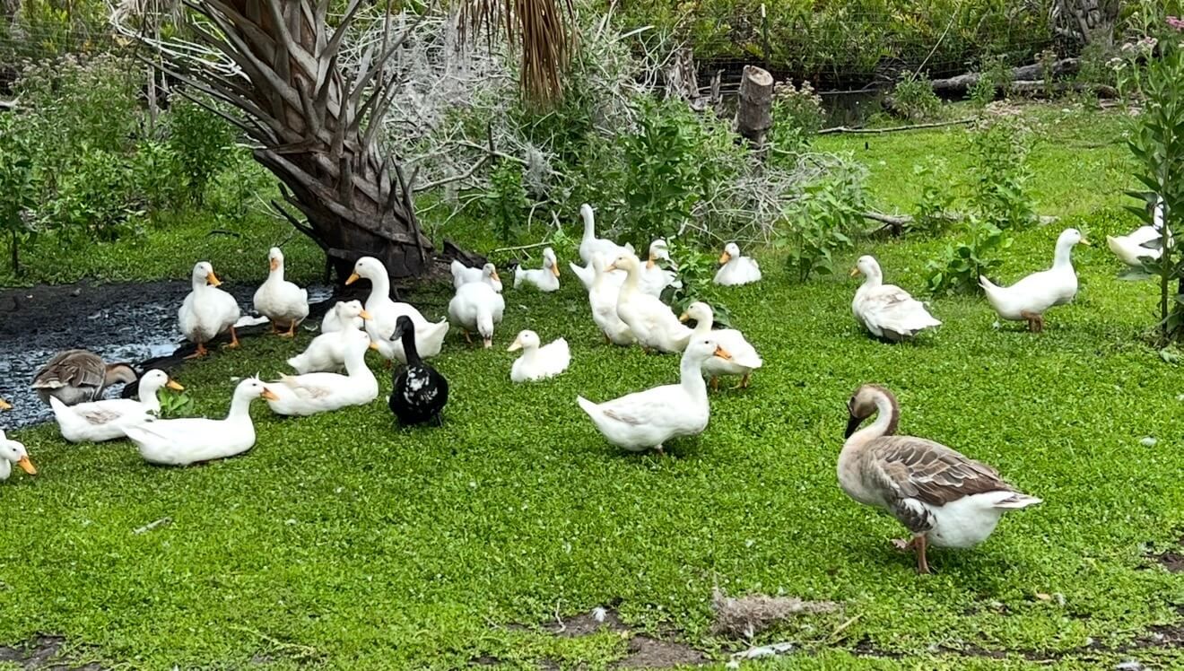 Alternative Backyard Flocks