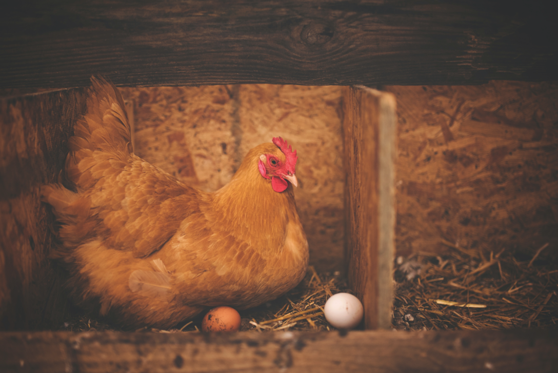 Benefits & Challenges of Raising Chickens in Suburban Areas